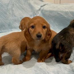 Eleanor- AKC - Red female Dachshund puppy in Gainesville, Texas from Diamond B Doxies