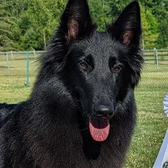 "Dolce'" Belgian Sheepdog All Grown Up from Bayview Belgians