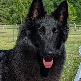 "Dolce'" Belgian Sheepdog All Grown Up from Bayview Belgians