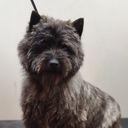 Skye - Cairn Terrier