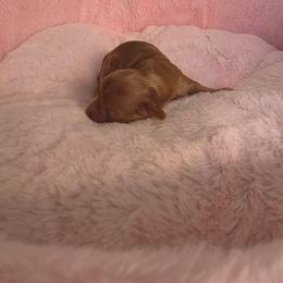 Girl 1 - Dapple female Dachshund puppy in Bristol, Tennessee from It's Mini Wieners Baby