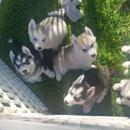Siberian Husky Puppies from Brinic Siberins