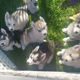 Siberian Husky Puppies from Brinic Siberins