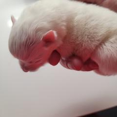 American Eskimo Dog Puppies from Diamond Storm Eskies