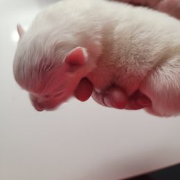 American Eskimo Dog Puppies from Diamond Storm Eskies