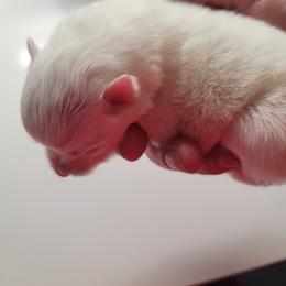 American Eskimo Dog Puppies from Diamond Storm Eskies