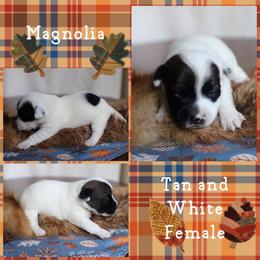 Magnolia - White and tan female Russell Terrier puppy in Viper, Kentucky from Mountain Top