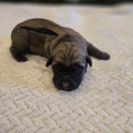 Black Collar - Fawn male Cane Corso puppy in Granbury, Texas from La Muerte Corso Kennel