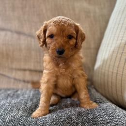 Poppy - Apricot female Goldendoodle puppy in Fayetteville, Arkansas from Mountain Grove Doodles