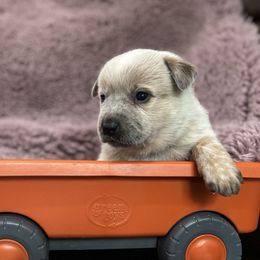 Boy 3 - Red speckled male Australian Cattle Dog puppy in Scurry, Texas from RedHorizon AKC Australian Cattle Dogs (Heelers)