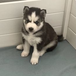 Siberian Husky Puppies from OAZS Pups