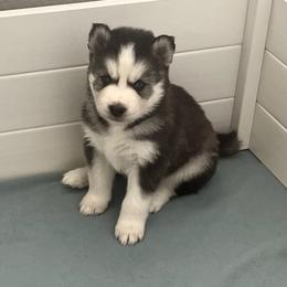 Siberian Husky Puppies from OAZS Pups