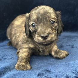 Harp - Brindle female Dachshund puppy in Memphis, Tennessee from River City Doxies