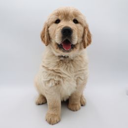 Golden Retriever Puppies from Wild Hearts Goldens