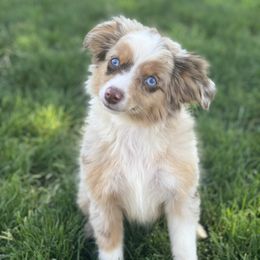 Australian Shepherd, Miniature Australian Shepherd, and Toy Australian Shepherd Puppies from Brushy Creek Aussies & Mini Aussies