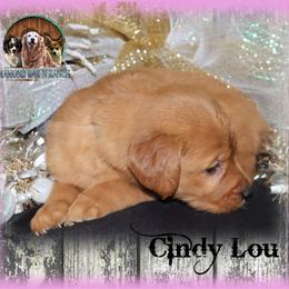 Cindy Lou Who - Dark golden female Golden Retriever puppy in Anson, Texas from Diamond Bar N Ranch