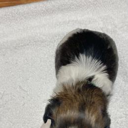 Shih Tzu Puppies from Willow Lane Shih Tzus