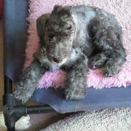 Blue male - Blue male Bedlington Terrier puppy in Honey Brook, Pennsylvania from Ashcroft Bedlington Terriers