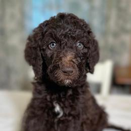 Bacon - Chocolate male Goldendoodle puppy in Osage City, Kansas from Golden Ridge Goldens