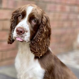 English Springer Spaniels from Goodrich English Springer Spaniels