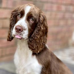 English Springer Spaniels from Goodrich English Springer Spaniels