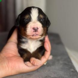 Bernese Mountain Dog puppies from J & J Meadows