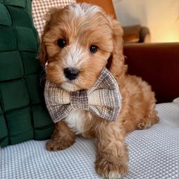 Benedict Charles - male Cavapoochon puppy in Lucas, Ohio from Apricot Lane Puppy