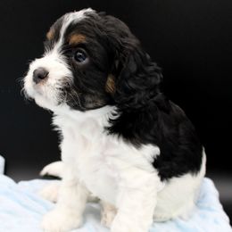 Bingo - Tri-color female Cavapoo puppy in Hendersonville, North Carolina from Grayfinn House