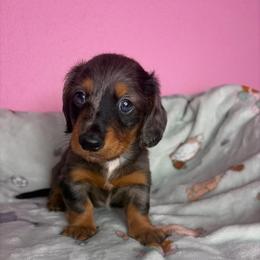 Spotty - Dapple male Dachshund puppy in Lake City, Florida from My Ditzy Doxies of Florida