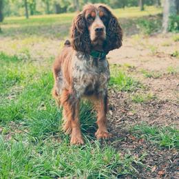 Kenna - English Springer Spaniel