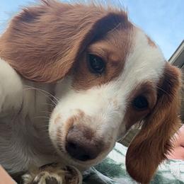 Marsha - Dachshund