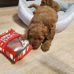 Aussiedoodle, Goldendoodle, and Miniature Australian Shepherd Puppies from JMR Aussies and Doodles