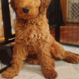 Boy 7 - male Goldendoodle puppy in Cleveland, Ohio from A&B Happybreeds