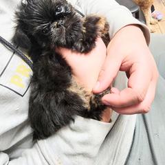 Brussels Griffon and Italian Greyhound Puppies from Adornare Kennels