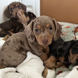 TJ - Dapple male Dachshund puppy in Paso Robles, California from Nicole's Dachshunds