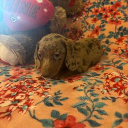 Girl 1 - Dapple female Dachshund puppy in Stilwell, Oklahoma from Bidding Creek Dachshunds
