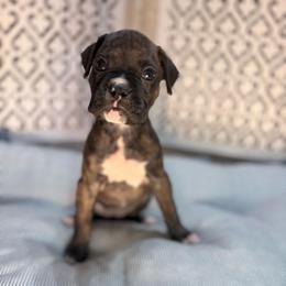 Girl 2 - Brindle female Boxer puppy in Prestonsburg, Kentucky from Diamond Standard Boxers