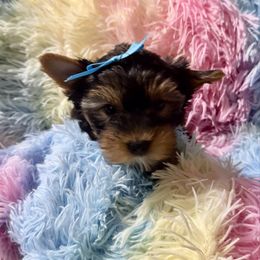 Baby boy - Blue and gold male Yorkshire Terrier puppy in Milton, Florida from Sassenach Yorkie Kennels