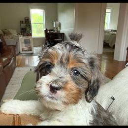 Freckles - Tri-color female Cavapoo puppy in Bozrah, Connecticut from Cedar Creek Farm