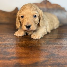 Pumpkin - Red female Dachshund puppy in Squires, Missouri from Hudson’s Hounds