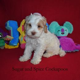 King Stefan - Buff and white male Cockapoo puppy in Hopkins, South Carolina from Sugar and Spice Cockapoos