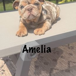 Girl 5 - Lilac tri-color female Bulldog puppy in Sodus, New York from Upstate NY French & English Bulldogs