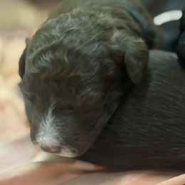 Benson - Brown and white male Bernedoodle puppy in Phoenix, Arizona from Grandview Bernedoodles