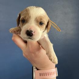 Yellow - Parti male Goldendoodle puppy in Casper, Wyoming from 307 Doodles