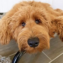 Goldendoodles from A Goldendoodle Named Honey