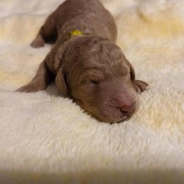 Yellow - Apricot male Poodle puppy in Big Rapids, Michigan from Meeker's Ridge Standard Poodles