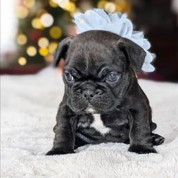 Midnight - Brindle female French Bulldog puppy in Fort Atkinson, Wisconsin from Bishop Bullyz