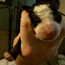 Unnamed at this time - Tri-color female Bernedoodle puppy in Wellsville, Kansas from Fancy Farm Manor Doodles