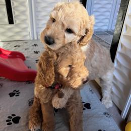 Goldendoodle Puppies from Lundee Doodles