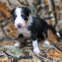 Girls-contact breeder for availability - Tri-color female Border Collie puppy in Pennsylvania from Winter Creek Border Collies